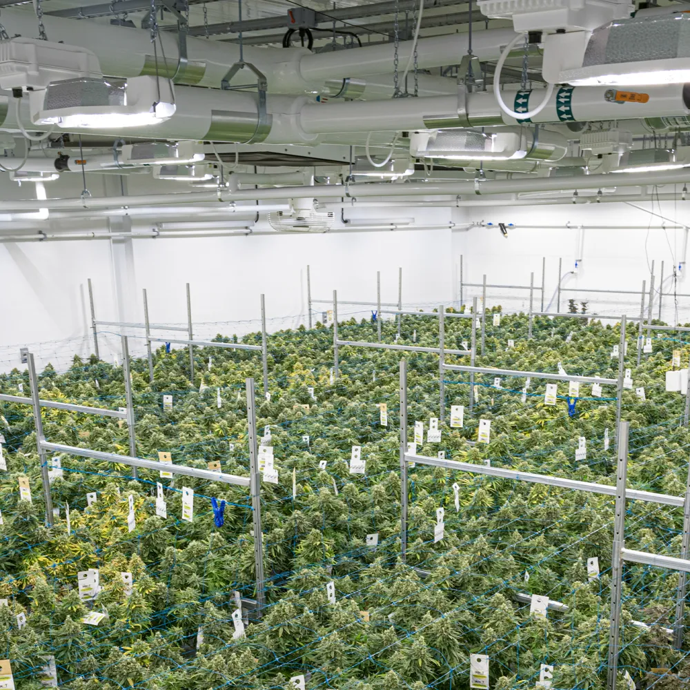 industrial pot facility